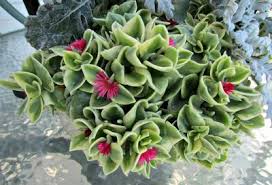 Green red succulent with free shipping. Succulent Plant With Small Red Flowers The Design Interior