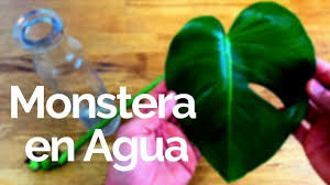 Planta Costilla De Adan En Agua Plantas De Interior Youtube