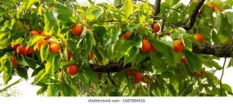 Image result for Ebenaceae