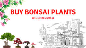Buy Bonsai Plants Online In Mumbai Bonsai Tree Price In Mumbai