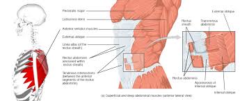 So you are experiencing involuntary contractions of an underlying i get a popping sensation under the right rib cage, and i know that mine is due to scar tissue inside the pleura. The Muscles Of The Trunk Human Anatomy And Physiology Lab Bsb 141