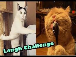 Super Funniest Cats Super Hard Try Not To Laugh Challenge Funny Cats 2019 Youtube Challenges Funny Funny Cats Super Funny
