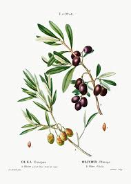 Olive Olea Europaea From Traite Des Arbres Et Arbustes Que L On Cultive En France En Pleine Vintage Botanical Prints Botanical Artwork Botanical Illustration