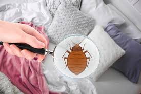 Pointe pest control is here to answers your questions and a heat treatment is one method pest control companies often employ to get rid of bed bugs. Should You Hire A Bed Bug Exterminator