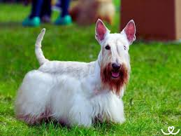 Image result for skotský teriér