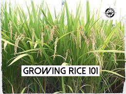 Growing Rice 101 Free Pdf Growing Rice Aquaponic Gardening Growing Food