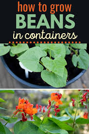 Pick a pole bean variety for your container. How To Grow Beans In Containers Tips For Delicious Bush And Pole Beans