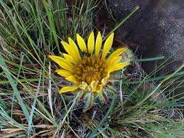 Image result for Hirpicium