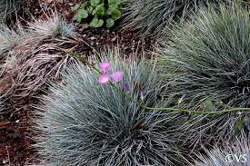 Image result for Festuca abyssinica