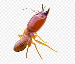 At ecola we get it. Termite Control Hd Png Download Vhv