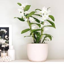 The most important things you need to know all about growing orchids. Dendrobium Orchid Care Growing Guide