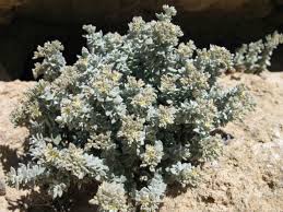 Image result for Polycarpaea