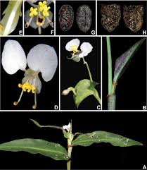 Image result for Commelinaceae