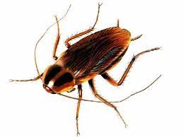 We are a directory of us based commercial and residential companies and consultants offering pest conrol and extermination of termites, ants, white ants, spiders, cockroaches, silverfish, bees, wasps. Pest Control West Palm Beach Ambassador Pest Control
