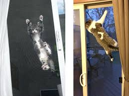 Kedi Sinekligi En Iyi Sineklik Sistemleri