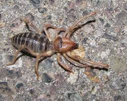 They live in the very arid parts of southern california. Solpugids Camel Spiders Wind Scorpions Desertusa