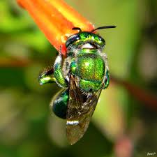 Image result for Schizostephanus alatus