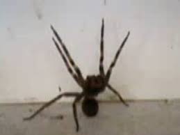 A aranha armadeira chega a 15 cm de comprimento (contando as patas) e é agressiva. Veneno De Aranha Armadeira Pode Provocar Ereccao De Quatro Horas Tecnologia Correio Da Manha