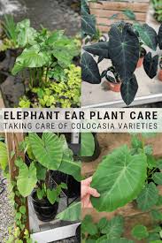 Elephant Ear Plant Care Guide Growing Colocasia Alocasia And More Elephant Ear Plant Plant Care Plants