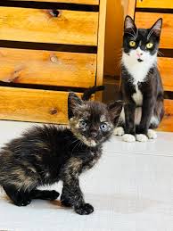 AMO A LOS GATOS!! Y QUE?! PARAGUAY