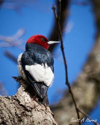 Birds With Redheads In Ohio Pin By Rita Atkinson On Birds Bird Species Birds Animals