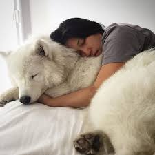 Pin By Elif Duman On Dogs Lover Cute Animals Samoyed Dogs Dog Love