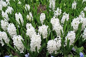 Whether grinding especially small holes or those of a larger diameter: Ciptakan Musim Semi Mekar Bunga Tidur Tanam Hyacinth Di Tanah Terbuka