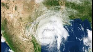 Image result for Harveya helenae