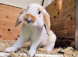 Püppi & james on instagram: Kaninchen Stubenrein Erziehen Zooroyal Magazin