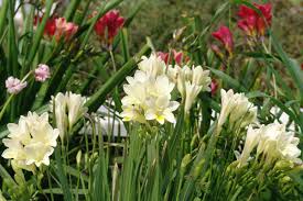Image result for Freesia grandiflora