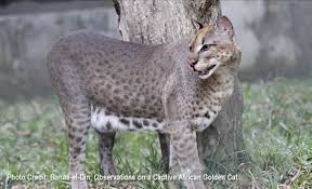 Short tail cat beautiful cats. Pin By Lea Faulks On Big Cats Small Wild Cats Cat Species Wild Cats