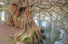 Dawn redwood tree growth rate. What Is A Dawn Redwood Tree Detailed Facts Home Stratosphere