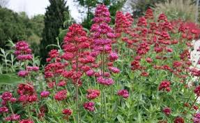 Die Besten Dauerbluher Fur Endlos Schone Staudenbeete Staudenbeet Mehrjahrige Blumen Stauden