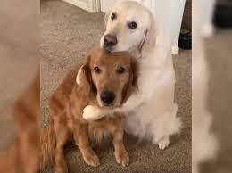 Maybe you would like to learn more about one of these? Susse Hunde Bilder Und Videos