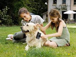 Dog Grooming Basics To Make Your Pooch Look Its Best