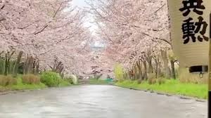Wild species of cherry tree are widely distributed mainly in the northern. Japan S Cherry Blossoms Hit Earliest Peak In 1 200 Years Due To Warming Temperatures Abc News
