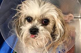 Quickly access services from 2 animal hospitals near you! 24 Hour Emergency Veterinarians In Decatur Ga The Village Vets