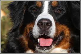 Eigenschaften und verwendung des bener sennenhund. Steckbrief Berner Sennenhund