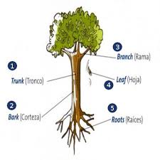 Partes De Un Arbol En Ingles Blog Para Aprender Ingles Arbol En Ingles Partes Del Arbol Planta En Ingles
