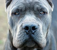 This ancient italian breed is dignified and affectionate. Cane Corso Pics Posted By John Simpson