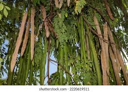 Image result for Moringaceae