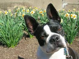 Do Boston Terriers Get Along With Other Dogs Best Companion Dogs Jubilant Pups