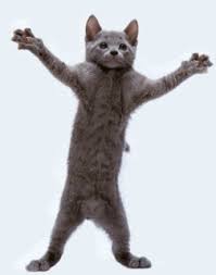 5,250 funny cats + cute kittens • 100% original content • daily creations. Cat Thank You Gif Google Search Dancing Cat Dancing Cat Gif Funny Cat Videos