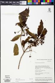 Image result for Pittosporum mildbraedii