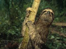 Three Toed Sloths National Geographic Sloth Three Toed Sloth Animals