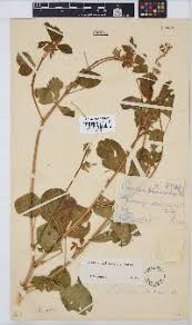 Image result for Kyllingiella microcephala