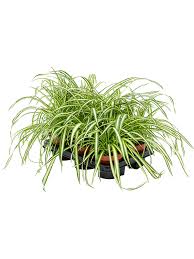 Image result for Chlorophytum affine