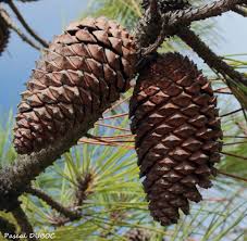 Pin Maritime Pinus Pinaster Botanique Champs Fruit