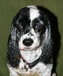Every puppy requires regular ongoing training and, despite their reputation for being easy to train, every cocker spaniel puppy is unique and will learn at his or her own unique pace. Cocker Spaniel For Sale Alabama