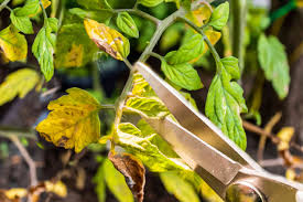 Tomato leaves turning yellow at bottom. 10 Tips For Growing Great Tomatoes